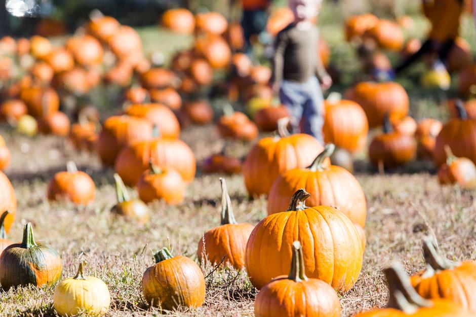 Steer clear of pumpkin patches